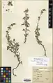 Nepeta crispa • پونه‌سای مواج