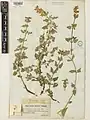 Nepeta crispa • پونه‌سای مواج