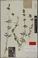 Nepeta chionophila • پونه‌سای معطر