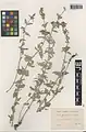 Nepeta chionophila • پونه‌سای معطر