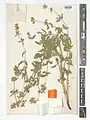 Nepeta chionophila • پونه‌سای معطر
