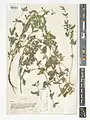 Nepeta chionophila • پونه‌سای معطر
