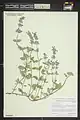 Nepeta sintenisii • پونه‌سای ترکمنی