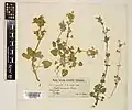 Nepeta amoena • پونهسای زیبا
