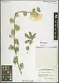 Alcea xanthochlora • ختمی زرد