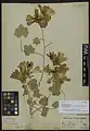 Alcea tholozani • ختمی همدانی
