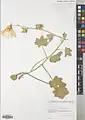 Alcea tholozani • ختمی همدانی