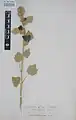 Alcea sulphurea • ختمی گوگردی