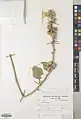 Alcea sulphurea • ختمی گوگردی