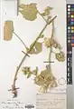 Alcea sulphurea • ختمی گوگردی