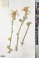 Alcea sulphurea • ختمی گوگردی