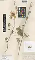Alcea peduncularis • ختمی دمگل آذیندار