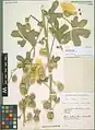 Alcea koelzii • ختمی لرستانی