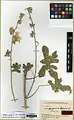 Alcea gorganica • ختمی گرگانی