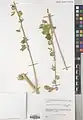 Alcea gorganica • ختمی گرگانی