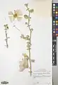 Alcea calverti • ختمی ارزرومی