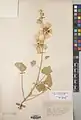 Alcea calverti • ختمی ارزرومی