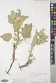 Alcea aucheri • ختمی جنوبی
