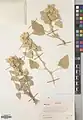 Alcea aucheri • ختمی جنوبی