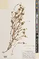 Dionysia termeana • عروسسنگ دنائی