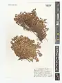 Dionysia oreodoxa • عروسسنگ جوپاری