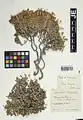 Dionysia odora • عروس‌سنگ معطر