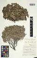 Dionysia odora • عروس‌سنگ معطر