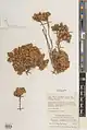 Dionysia diapensiifolia • عروسسنگ پرسپولیسی