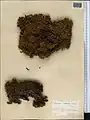 Dionysia tapetodes • عروس‌سنگ بینالودی