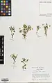 Viola cinerea • بنفشه مسقطی