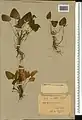 Viola somchetica • بنفشه کوهستانی