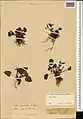 Viola somchetica • بنفشه کوهستانی