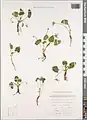Viola somchetica • بنفشه کوهستانی
