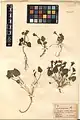 Viola somchetica • بنفشه کوهستانی