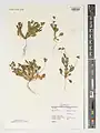 Viola occulta • بنفشه مستور