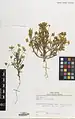 Viola occulta • بنفشه مستور