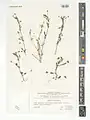 Viola occulta • بنفشه مستور