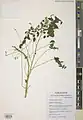 Parietaria alsinifolia • گوش موش سایهپسند