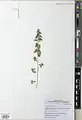 Parietaria alsinifolia • گوش موش سایهپسند