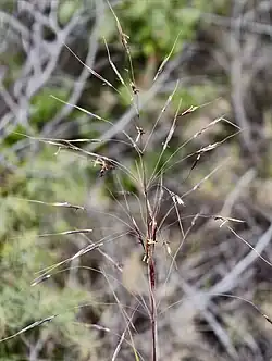 Chrysopogon gryllus • ریشزرد صخرهروی