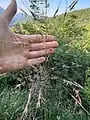 Chrysopogon gryllus • ریشزرد صخرهروی