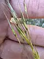 Chrysopogon gryllus • ریشزرد صخرهروی