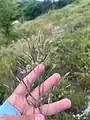 Chrysopogon gryllus • ریشزرد صخرهروی