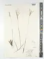 Digitaria nodosa • پنجه‌کلاغ پیازی