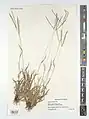 Digitaria nodosa • پنجه‌کلاغ پیازی