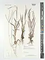 Digitaria nodosa • پنجه‌کلاغ پیازی
