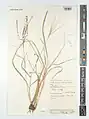 Digitaria nodosa • پنجه‌کلاغ پیازی
