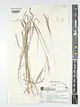 Digitaria nodosa • پنجه‌کلاغ پیازی