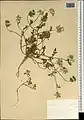 Daucus littoralis • هویج ساحلی خزری