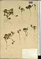 Daucus littoralis • هویج ساحلی خزری